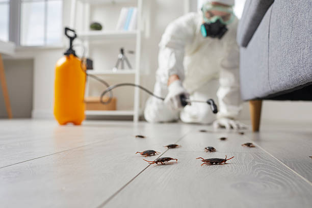 Post-Treatment Bed Bug Interceptor Monitoring in Lockport